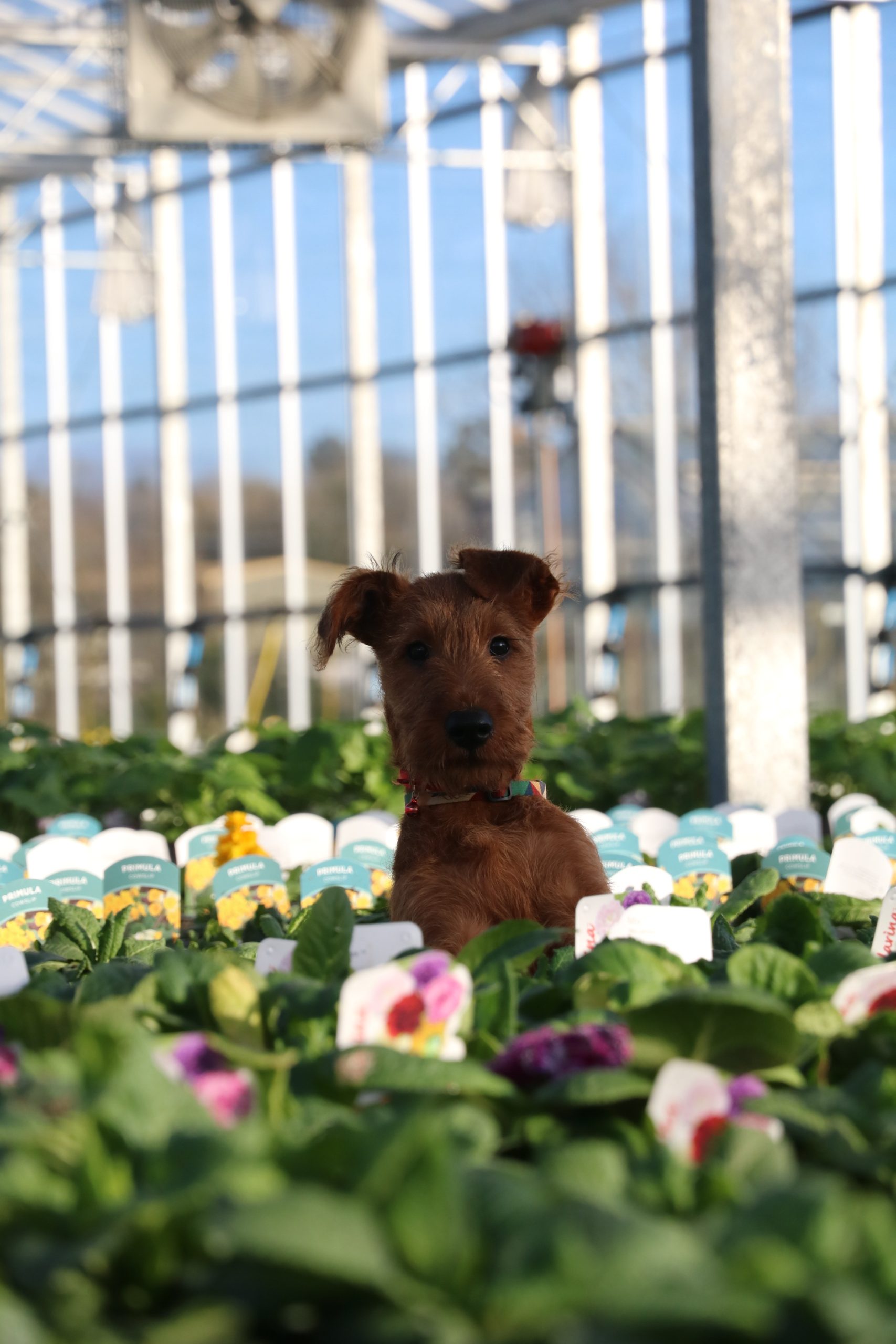 Irish terrier in greenhouse